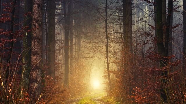 Trilha na floresta com luz dourada no fim do caminho